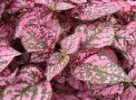  Polka Dot Plant, Sproet Gezicht lommerrijke sierplanten, Hypoestes veelkleurig foto, beschrijving en teelt, groeiend en karakteristieken