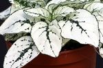 ақ Сәндік Және Жапырақты Hypoestes (Gipestes) сипаттамалары мен Фото