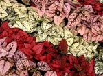 rojo Decorativo-Foliáceo Planta De Lunares, Pecas Cara características y Foto