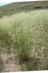 silvery Cereals Porcupine Grass characteristics and Photo