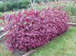 burgundy,claret Leafy Ornamentals Red Orach, Mountain Spinach characteristics and Photo