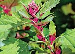 Dísznövény Piros Laboda, Hegyi Spenót leveles dísznövények, Atriplex nitens zöld fénykép, leírás és termesztés, növekvő és jellemzők