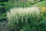 multicolor Cereals Reed Canary grass characteristics and Photo