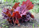 burgundy,claret Leafy Ornamentals Rhubarb, Pieplant, Da Huang characteristics and Photo