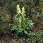 観賞植物 ルバーブ、ダイオウ、ダ黄 緑豊かな観葉植物, Rheum 薄緑 フォト, 説明 と 栽培, 成長 と 特性