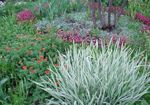 Süs Bitkileri Şerit Çim, Kamış Kanarya Otu, Bahçıvanın Jartiyer hububat, Phalaroides çok renkli fotoğraf, tanım ve yetiştirme, büyüyen ve özellikleri