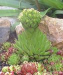 Sierplanten Rosularia vetplanten licht groen foto, beschrijving en teelt, groeiend en karakteristieken