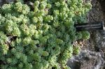 Prydplanter Rosularia sukkulenter lysegrønn Bilde, beskrivelse og dyrking, voksende og kjennetegn