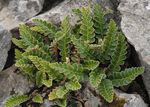 green  Rustyback Fern, Rusty-back Fern, Scaly Spleenwort characteristics and Photo