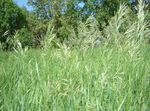 light green Cereals Scented holy grass, Sweetgrass, Seneca Grass, Vanilla Grass, Buffalo Grass, Zebrovka characteristics and Photo