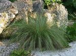 Prydplanter Spartina, Prærie Ledningen Græs korn lysegrøn Foto, beskrivelse og dyrkning, voksende og egenskaber