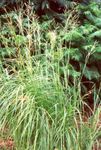 Διακοσμητικά φυτά Spartina, Χλοοτάπητα Λιβάδι δημητριακά φως-πράσινος φωτογραφία, περιγραφή και καλλιέργεια, φυτοκομεία και χαρακτηριστικά