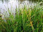 Ornamental Plants Spike Rush cereals, Eleocharis green Photo, description and cultivation, growing and characteristics
