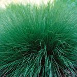 green Cereals Sporobolus, Prairie dropseed characteristics and Photo