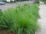 Prydplanter Sporobolus, Prairie Dropseed frokostblandinger grønn Bilde, beskrivelse og dyrking, voksende og kjennetegn