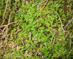 green Ferns Spring meadow spikemoss, Swiss clubmoss characteristics and Photo