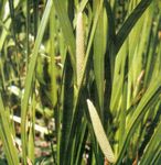 Ornamental Plants Sweet Flag, Sweet Myrtle, Sweet Rush leafy ornamentals, Acorus calamus green Photo, description and cultivation, growing and characteristics