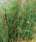  Den Sande Dunhammer vandplanter, Scirpus lacustris grøn Foto, beskrivelse og dyrkning, voksende og egenskaber