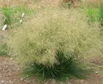 Všívané Hairgrass (Zlatý Hairgrass)
