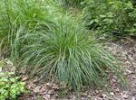Dekorativa Växter Tuftade Hairgrass (Gyllene Hairgrass) säd, Deschampsia caespitosa ljus-grön Fil, beskrivning och uppodling, odling och egenskaper
