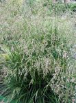 light green Cereals Tufted Hairgrass, Golden Hairgrass, Hair Grass, Hassock Grass, Tussock Grass characteristics and Photo