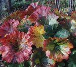  Lietussargu Augu, Indian Rabarberi lapu dekoratīvie augi, Peltiphyllum, Darmera daudzkrāsains Foto, apraksts un audzēšana, augošs un raksturlielumi