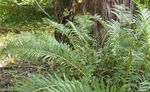 Ornamental Plants Virginia Chain Fern, Woodwardia virginica green Photo, description and cultivation, growing and characteristics