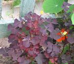 Ornamental Plants Wood Sorrel, Whitsun Flower, Green Snob, Sleeping Beauty leafy ornamentals, Oxalis burgundy,claret Photo, description and cultivation, growing and characteristics