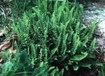 Plantas Decorativas Woodsia helechos verde Foto, descripción y cultivo, cultivación y características