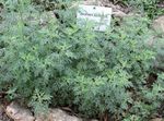 Dekoratīvie Augi Vērmeles, Vībotne graudaugi, Artemisia sudrabots Foto, apraksts un audzēšana, augošs un raksturlielumi