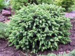 Ornamental Plants Alberta Spruce, Black Hills Spruce, White Spruce, Canadian Spruce, Picea glauca light blue Photo, description and cultivation, growing and characteristics