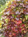 Le piante ornamentali Uva Amur, Vitis amurensis verde foto, descrizione e la lavorazione, la coltivazione e caratteristiche