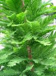 light green Plant Bald Cypress characteristics and Photo