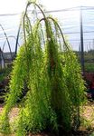 Dekoratívne rastliny Plešatý Cyprusov, Taxodium distichum svetlo-zelená fotografie, popis a pestovanie, pestovanie a vlastnosti