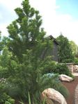 Koristekasvit Kalju Cypress, Taxodium distichum vihreä kuva, tuntomerkit ja muokkaus, viljely ja ominaisuudet