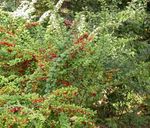 zielony Roślina Berberys, Japońskie Berberysu charakterystyka i zdjęcie