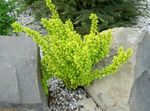 Le piante ornamentali Crespino, Crespino Giapponese, Berberis thunbergii giallo foto, descrizione e la lavorazione, la coltivazione e caratteristiche