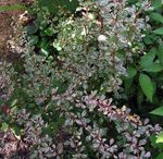 Le piante ornamentali Crespino, Crespino Giapponese, Berberis thunbergii variegato foto, descrizione e la lavorazione, la coltivazione e caratteristiche