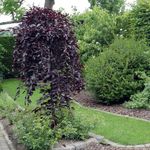 burgundy Plant Birch characteristics and Photo