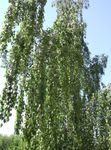 Le piante ornamentali Betulla, Betula verde foto, descrizione e la lavorazione, la coltivazione e caratteristiche