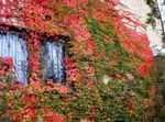 Ornamental Plants Boston ivy, Virginia Creeper, Woodbine, Parthenocissus red Photo, description and cultivation, growing and characteristics