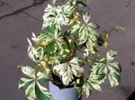 multicolor Plant Boston ivy, Virginia Creeper, Woodbine characteristics and Photo