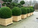 Ornamental Plants Boxwood, Buxus dark green Photo, description and cultivation, growing and characteristics