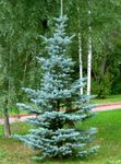 Ornamental Plants Colorado Blue Spruce, Picea pungens light blue Photo, description and cultivation, growing and characteristics