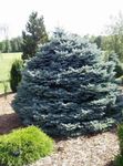 Ornamental Plants Colorado Blue Spruce, Picea pungens silvery Photo, description and cultivation, growing and characteristics