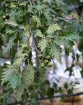 silvery Plant Common alder characteristics and Photo