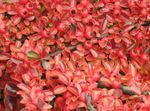 raudonas augalas Cotoneaster Horizontalis charakteristikos ir Nuotrauka