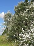 silvery Plant Cottonwood, Poplar characteristics and Photo