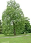 Dísznövény Nyárfa, Populus világos zöld fénykép, leírás és termesztés, növekvő és jellemzők