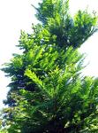 Διακοσμητικά φυτά Αυγή Redwood, Metasequoia πράσινος φωτογραφία, περιγραφή και καλλιέργεια, φυτοκομεία και χαρακτηριστικά